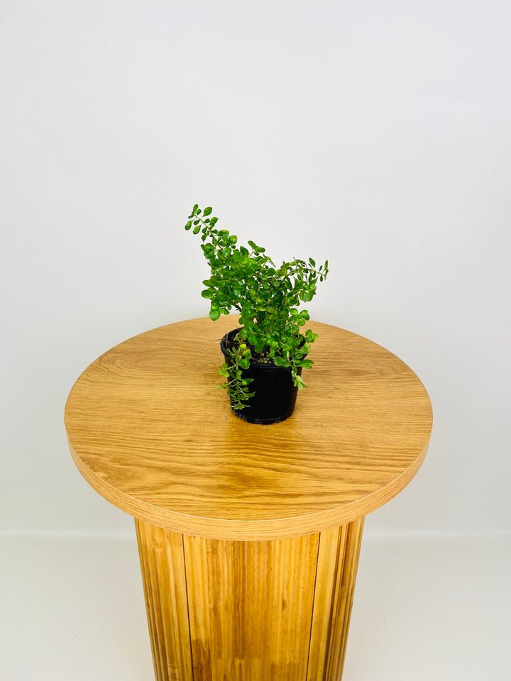 Pilea Emerald Isle | Uprooted