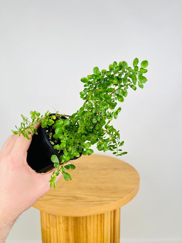 Pilea Emerald Isle | Uprooted