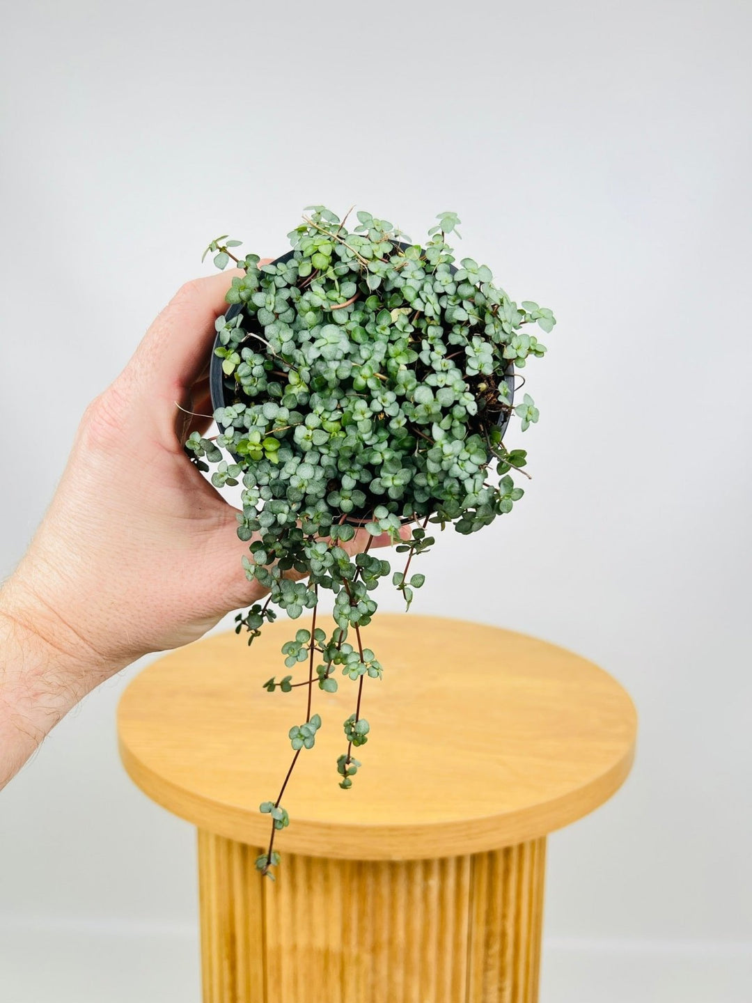 Pilea Glaucophylla - Silver Sprinkles | Uprooted