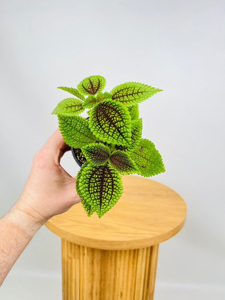 Pilea Involucrata Moon Valley | Uprooted