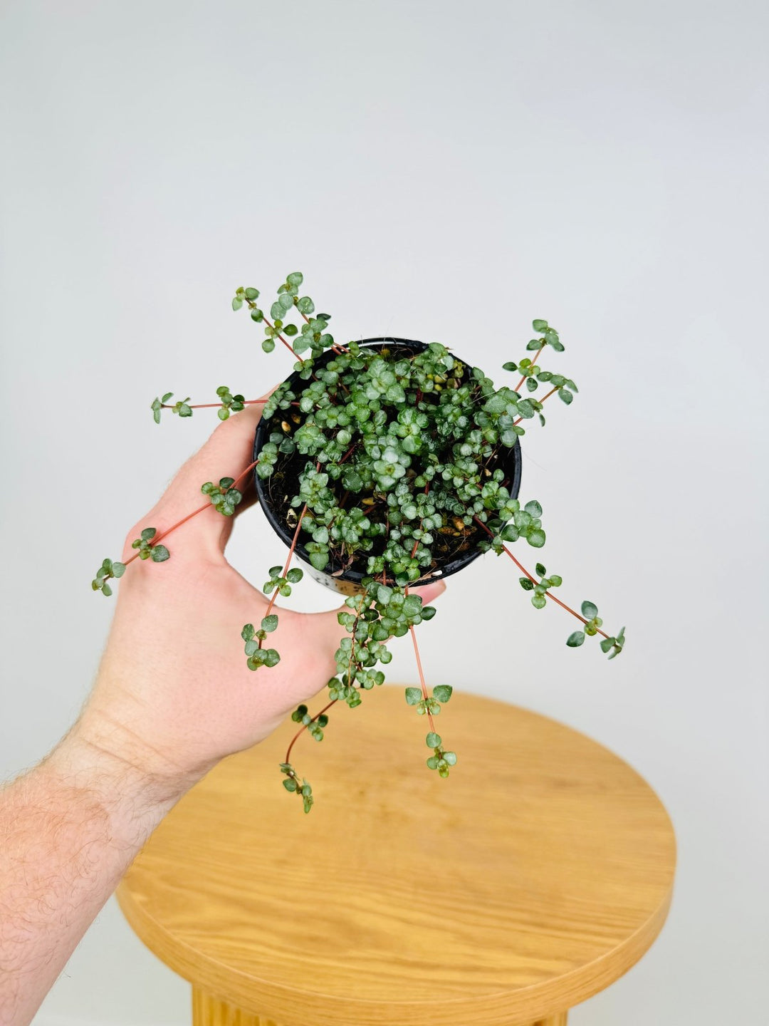 Pilea Libanensis - Silver Sprinkles | Uprooted