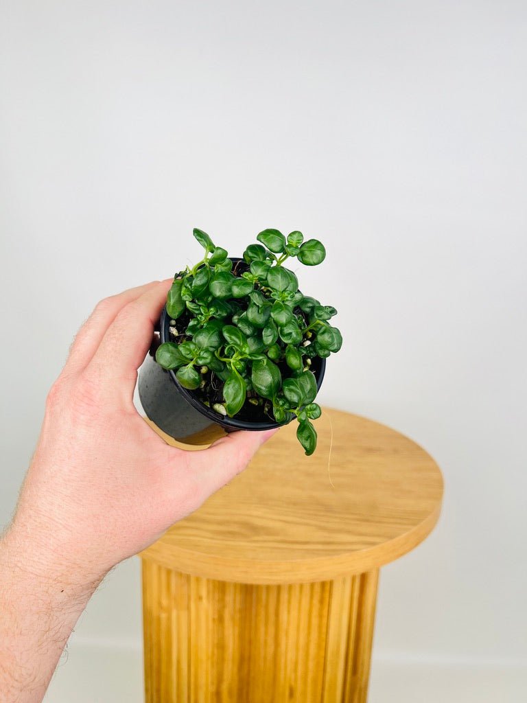 Pilea Nummularifolia - Bathroom Bubbles | Uprooted