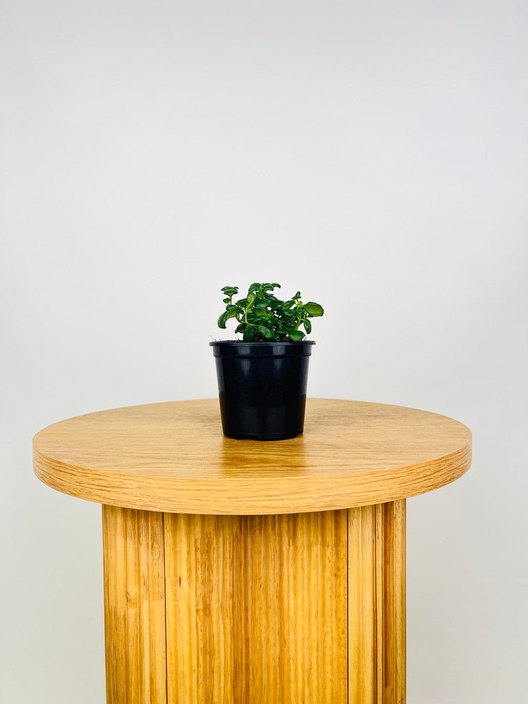 Pilea Nummularifolia - Bathroom Bubbles | Uprooted