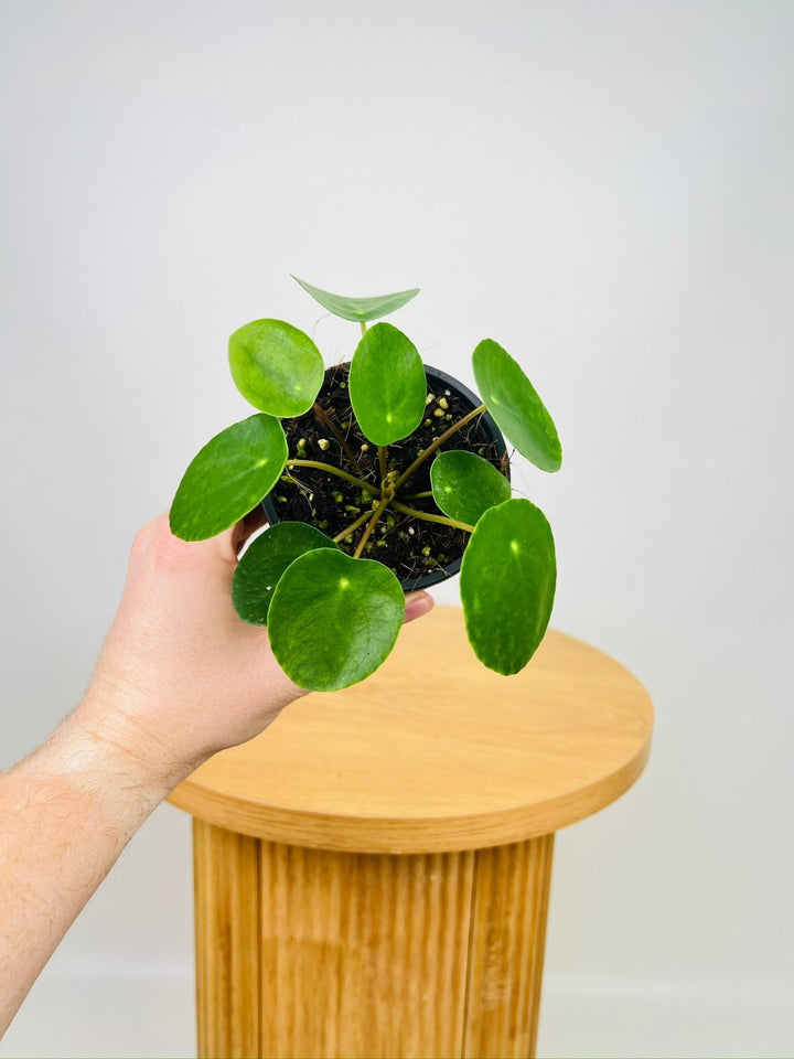 Pilea Peperomioides | Uprooted