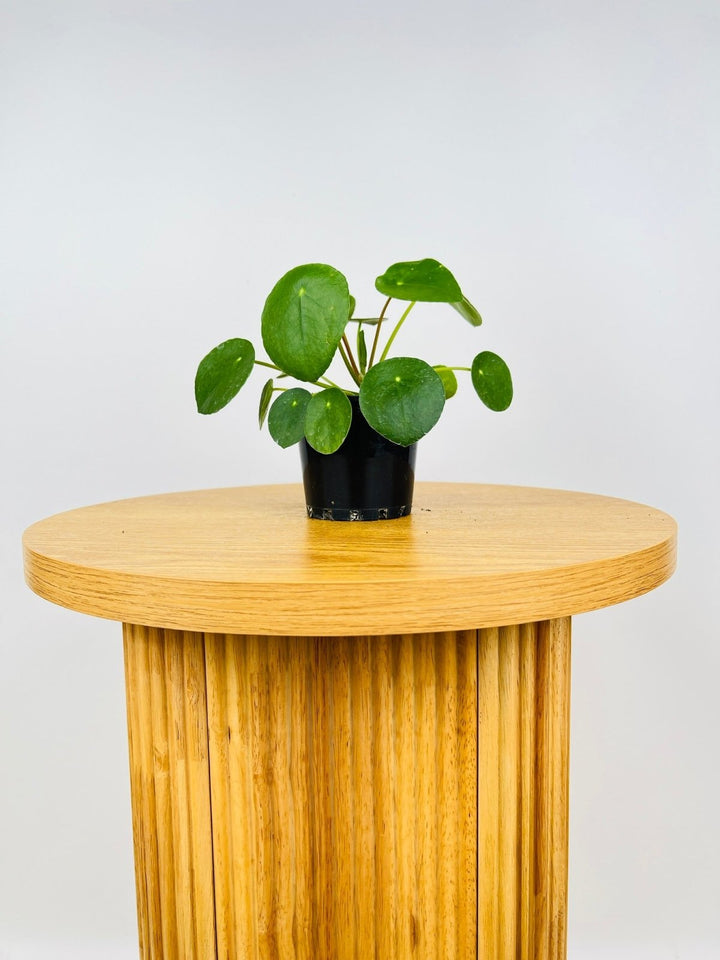 Pilea Peperomioides | Uprooted