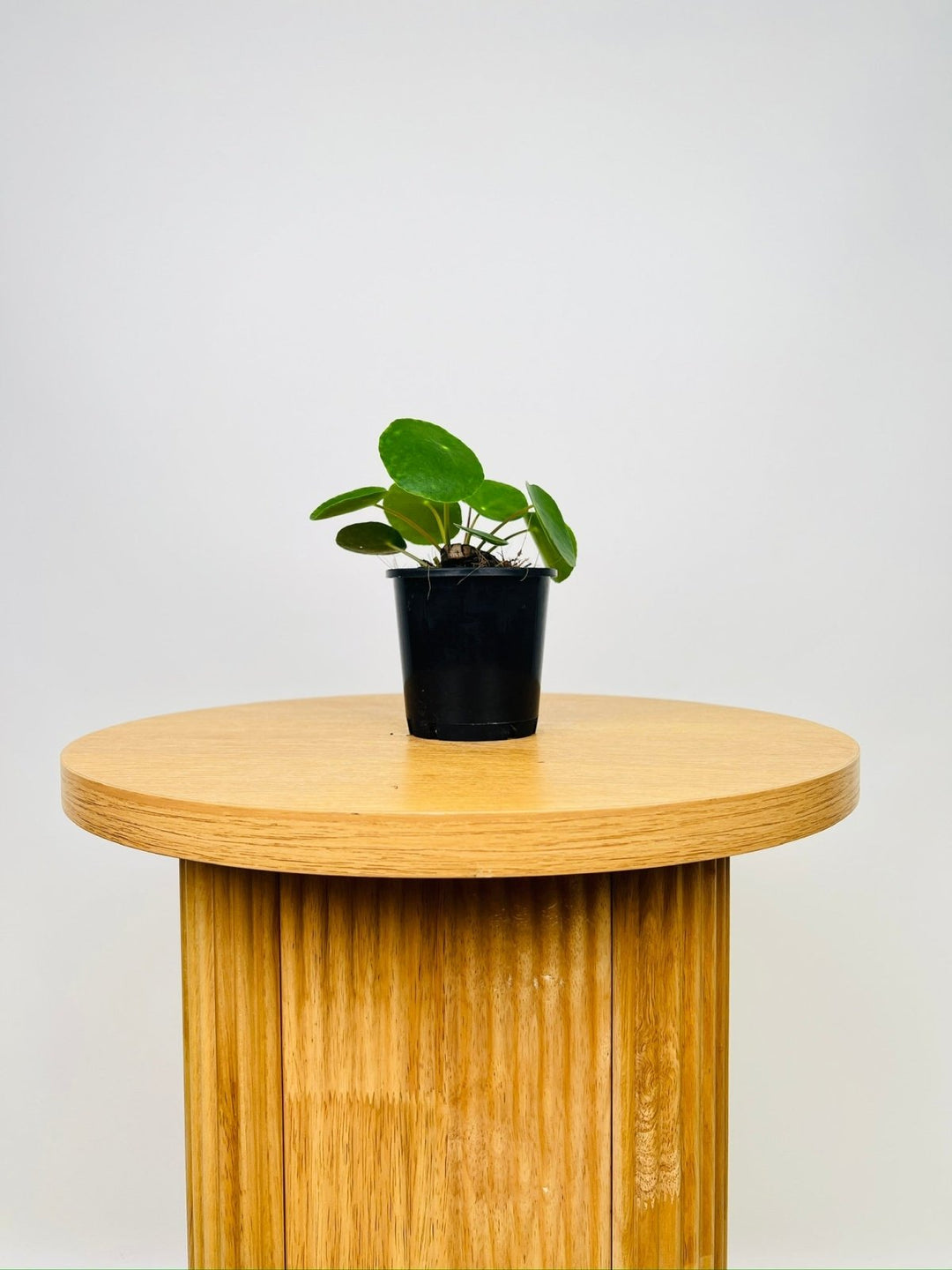 Pilea Peperomioides | Uprooted