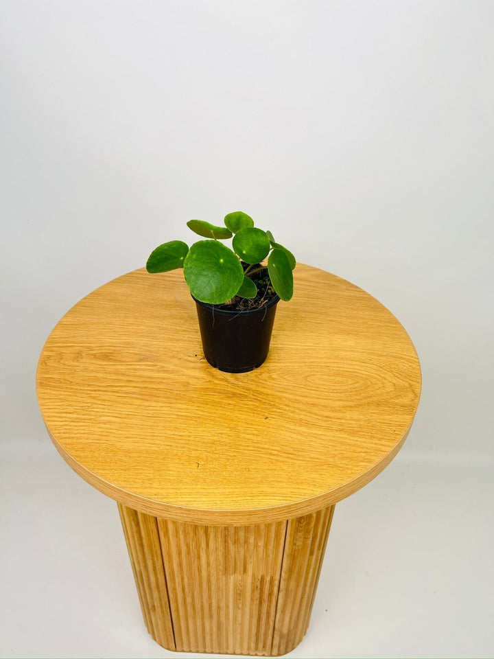 Pilea Peperomioides | Uprooted