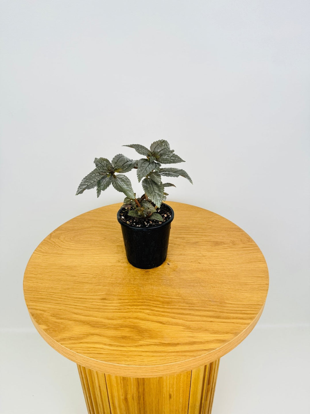 Pilea Pubescens - Silver Cloud | Uprooted