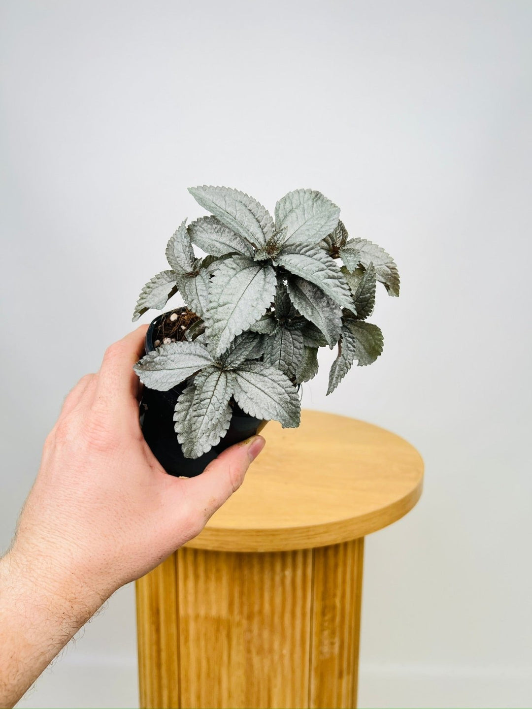 Pilea Pubescens - Silver Cloud | Uprooted