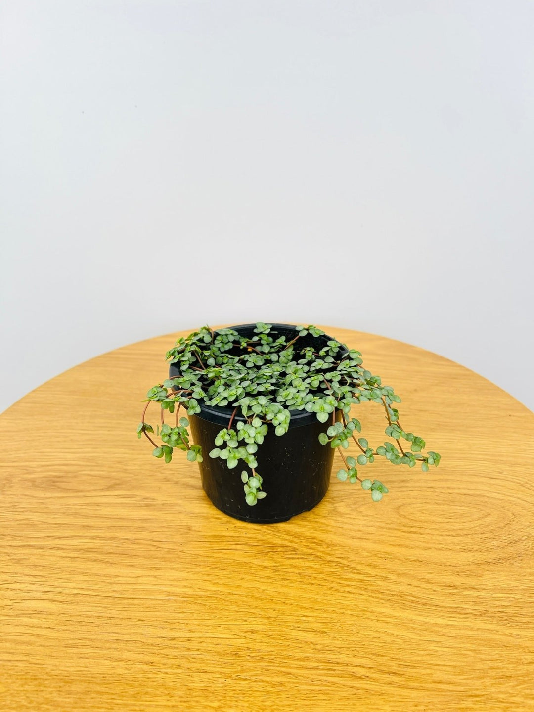 Pilea Silver Sprinkles | Uprooted