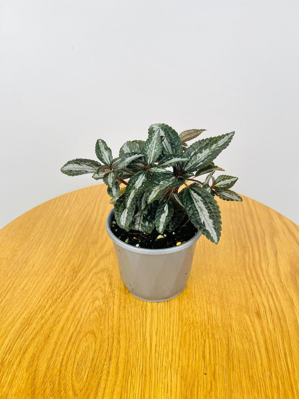 Pilea Spruceana - Silver Tree | Uprooted