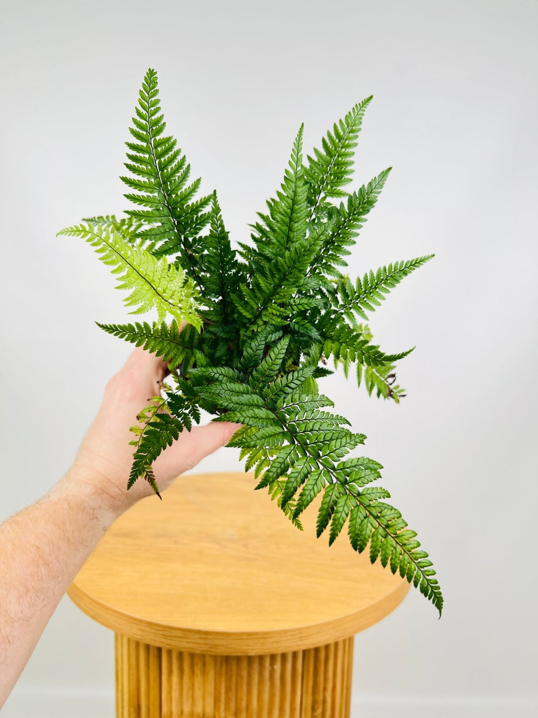 Polystichum Tsussimense - Korean Rock Fern | Uprooted