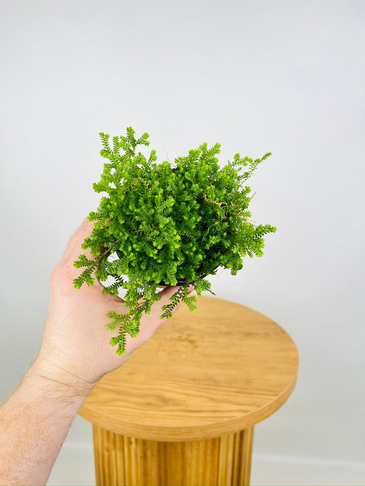 Selaginella Kraussiana - Club Moss - Green | Uprooted