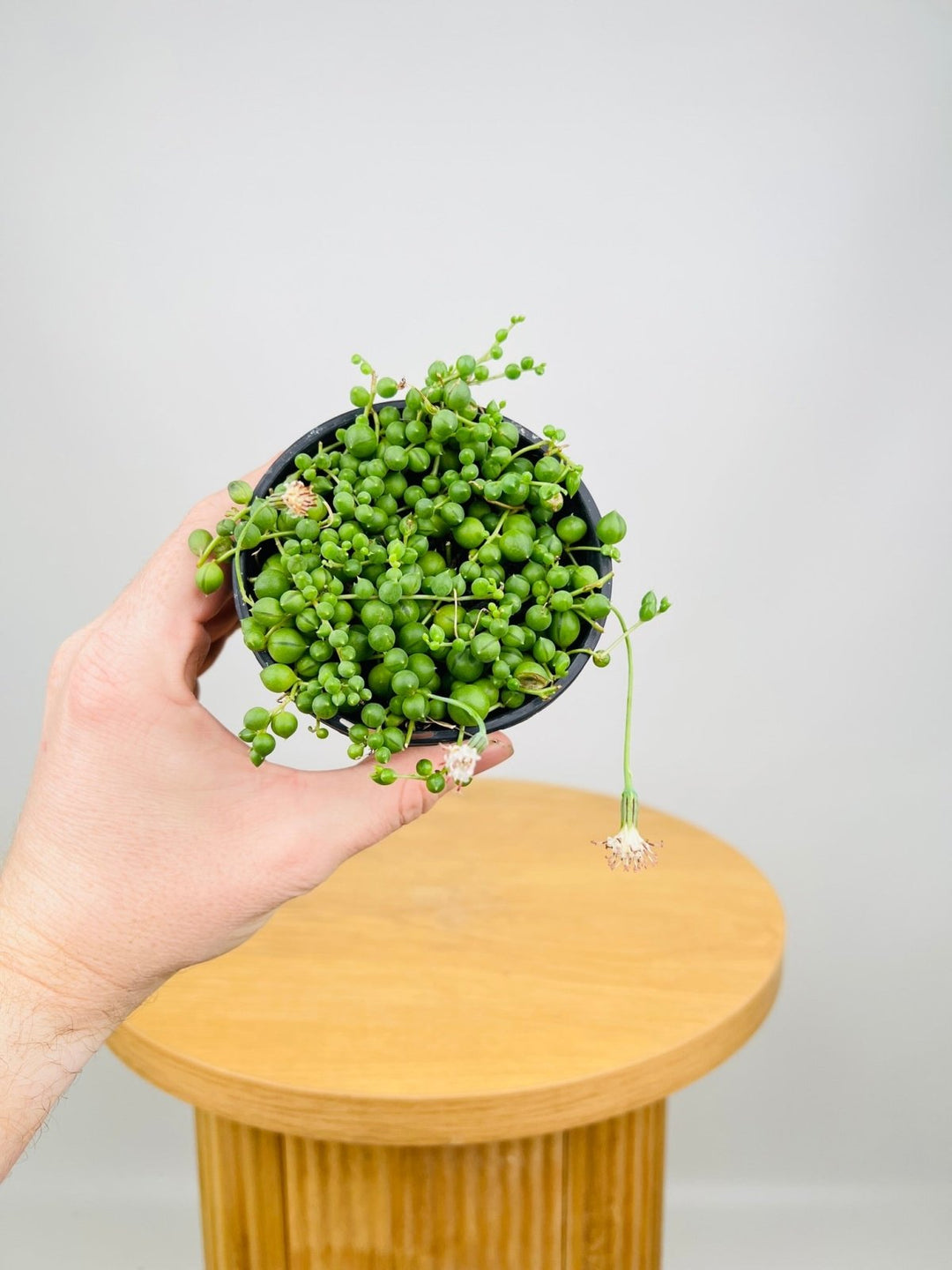 Senecio Rowleyanus - String of Pearls | Uprooted