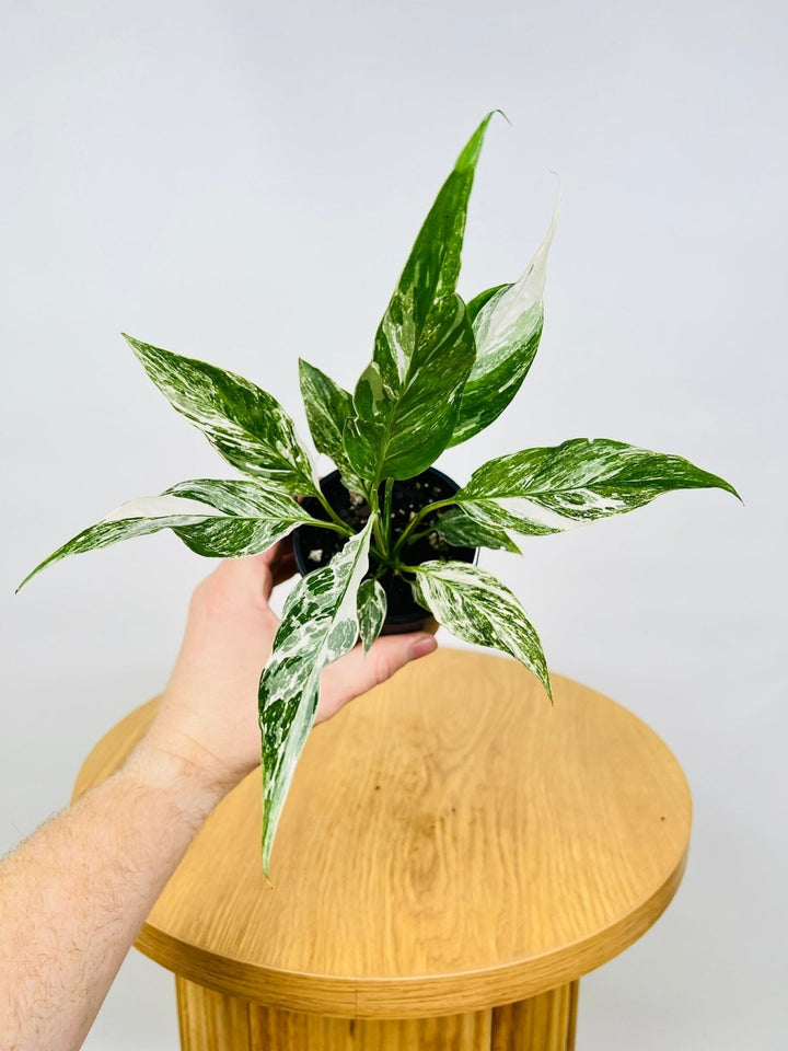 Spathiphyllum Ishimi | Uprooted