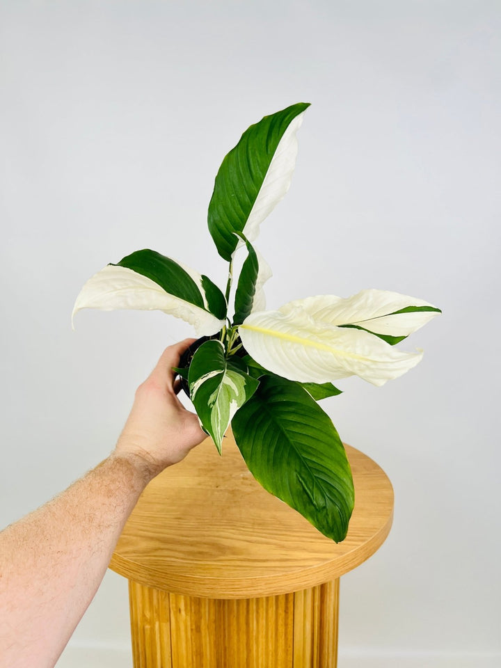 Spathiphyllum Picasso - Random Selection | Uprooted