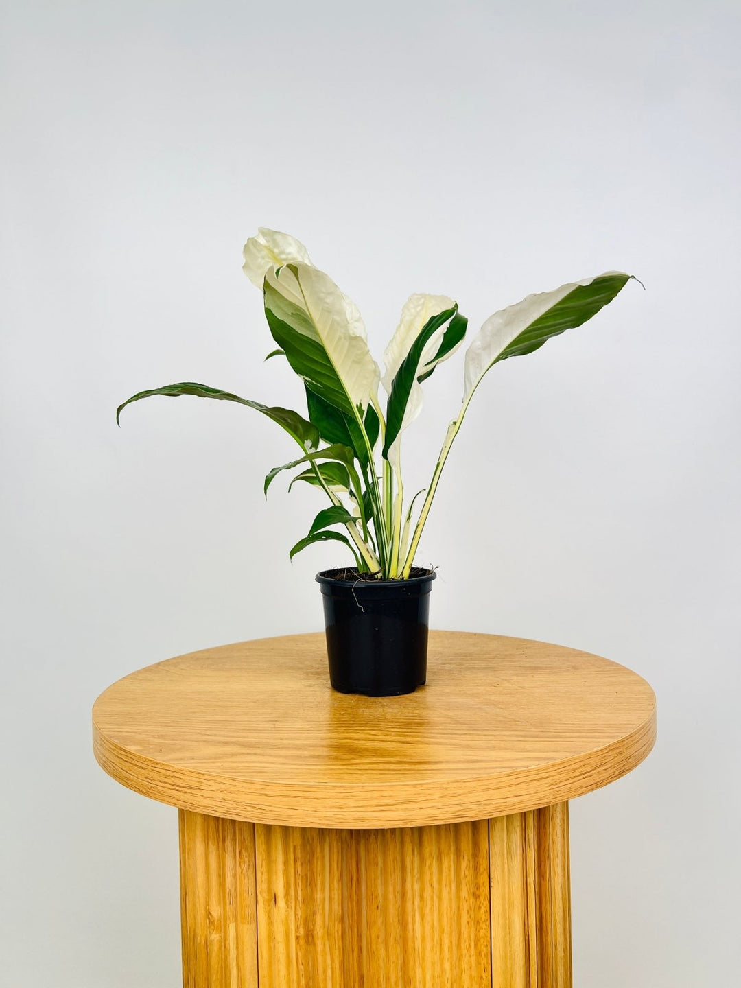 Spathiphyllum Picasso - Random Selection | Uprooted