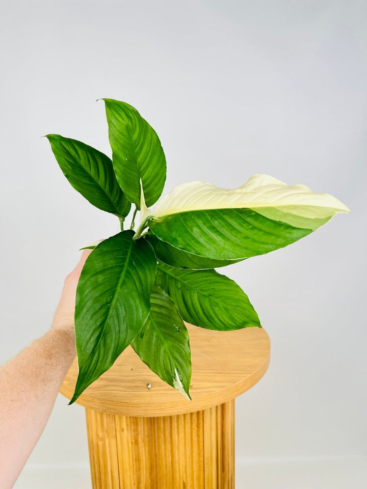 Spathiphyllum Picasso - Random Selection | Uprooted