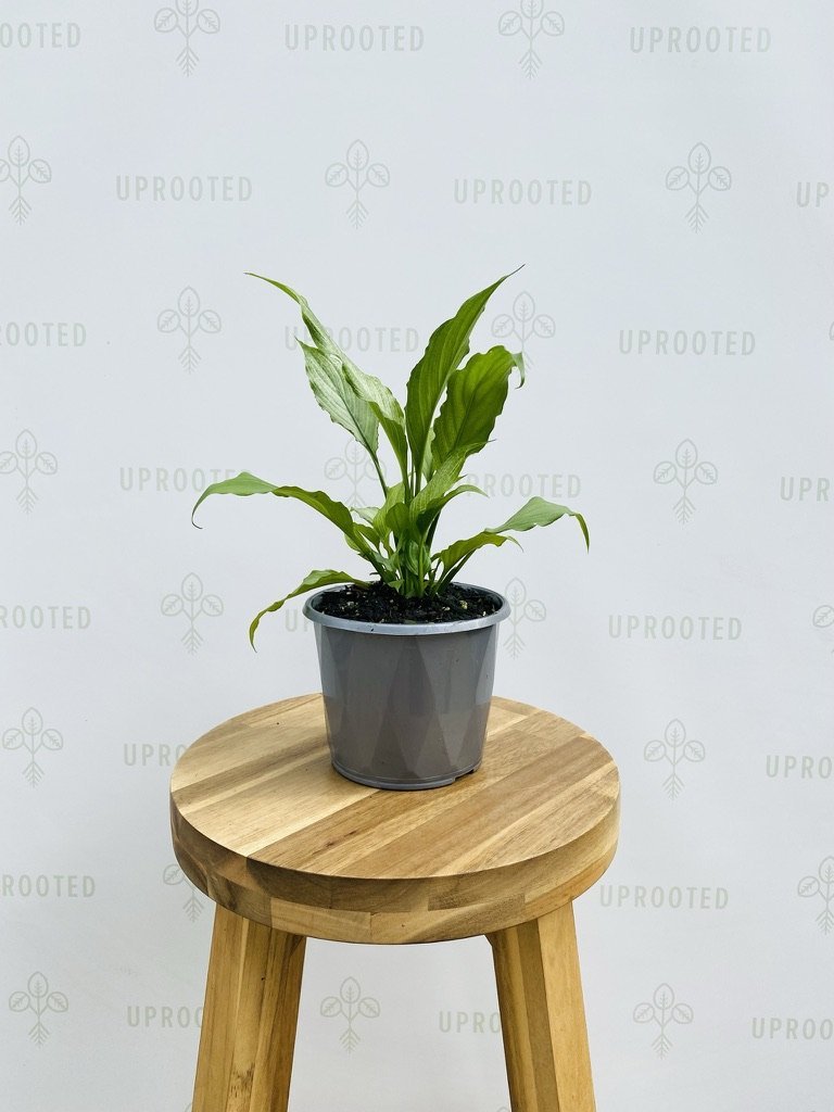 Spathiphyllum Platinum Mist | Uprooted