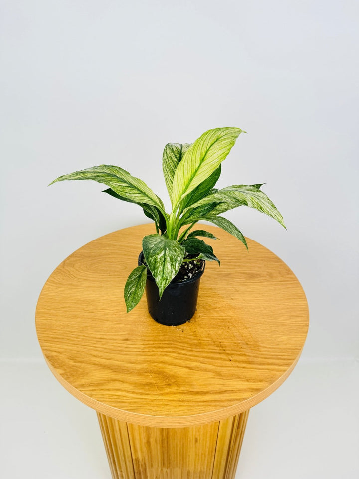 Spathiphyllum Sensation Variegated | Uprooted