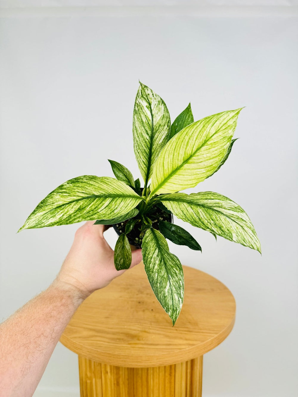 Spathiphyllum Sensation Variegated | Uprooted