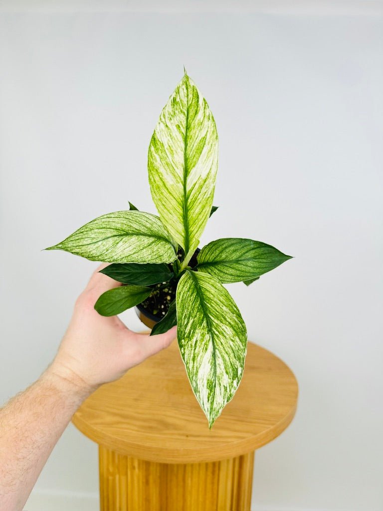 Spathiphyllum Sensation Variegated | Uprooted