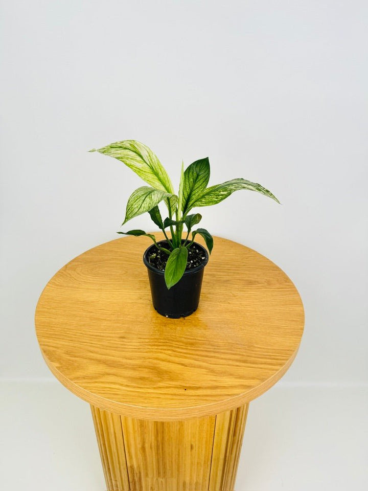 Spathiphyllum Sensation Variegated | Uprooted