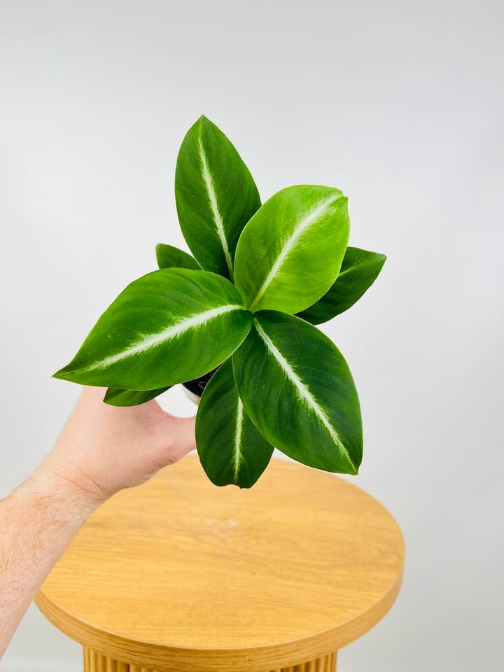 Spathiphyllum Silver Streak | Uprooted