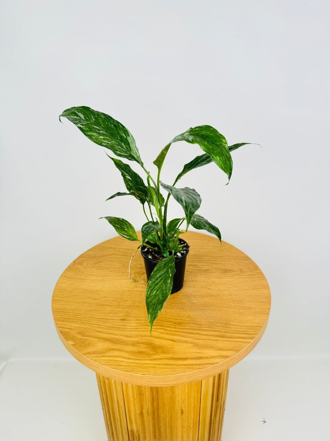 Spathiphyllum Wallisii - Domino | Uprooted