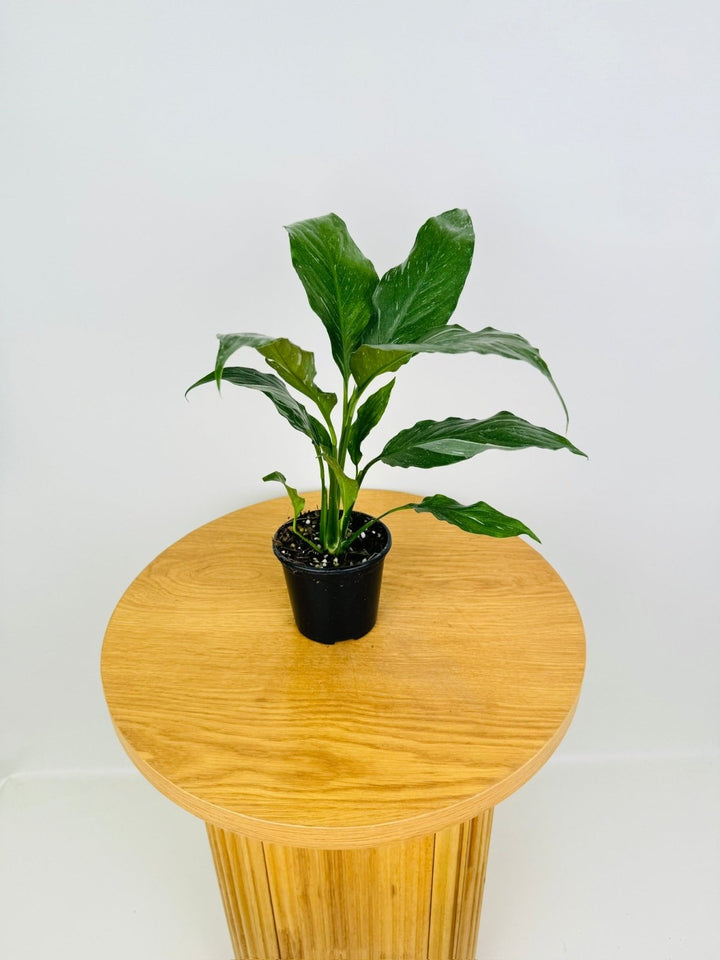 Spathiphyllum Wallisii - Domino | Uprooted