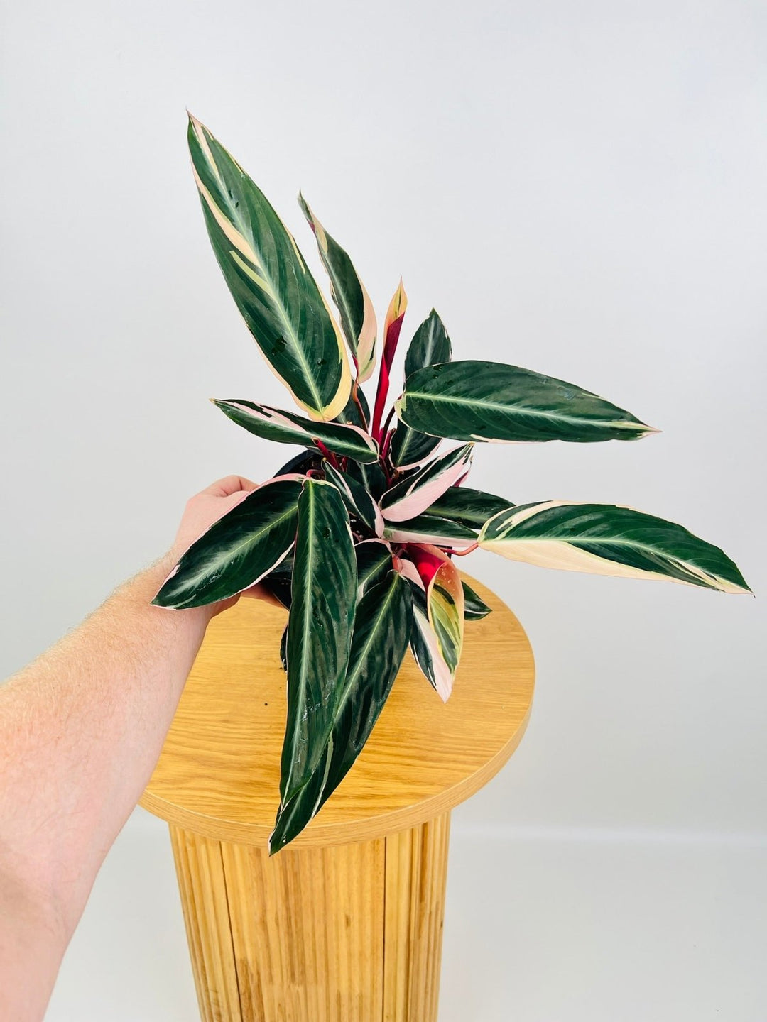 Stromanthe Sanguinea Tricolour - Maxi | Uprooted