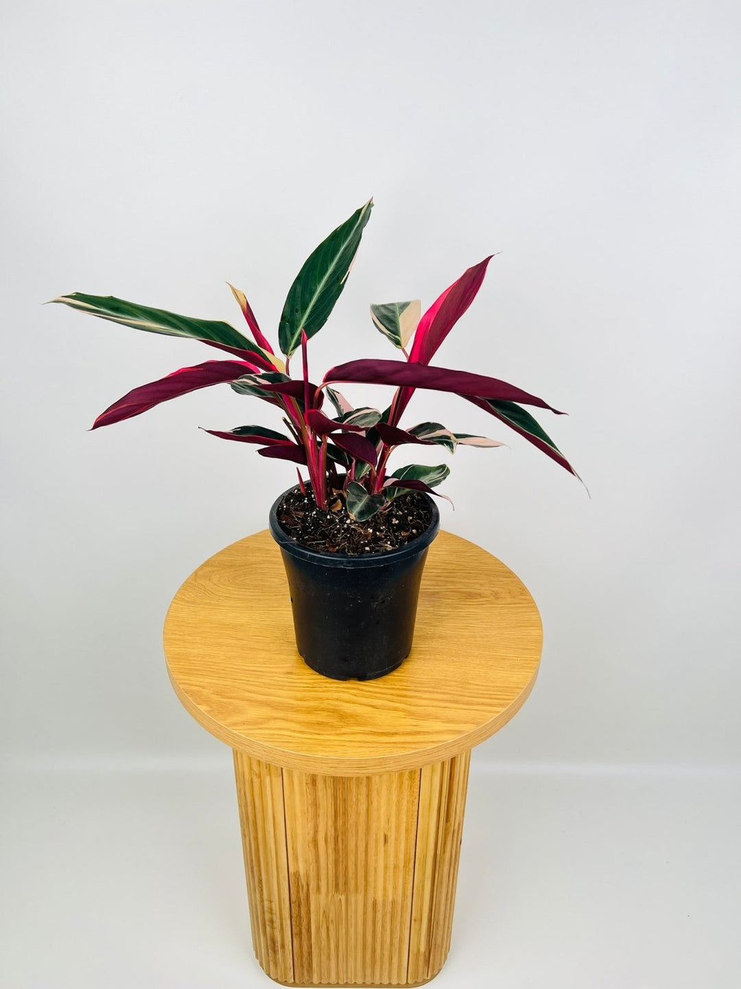 Stromanthe Sanguinea Tricolour - Maxi | Uprooted