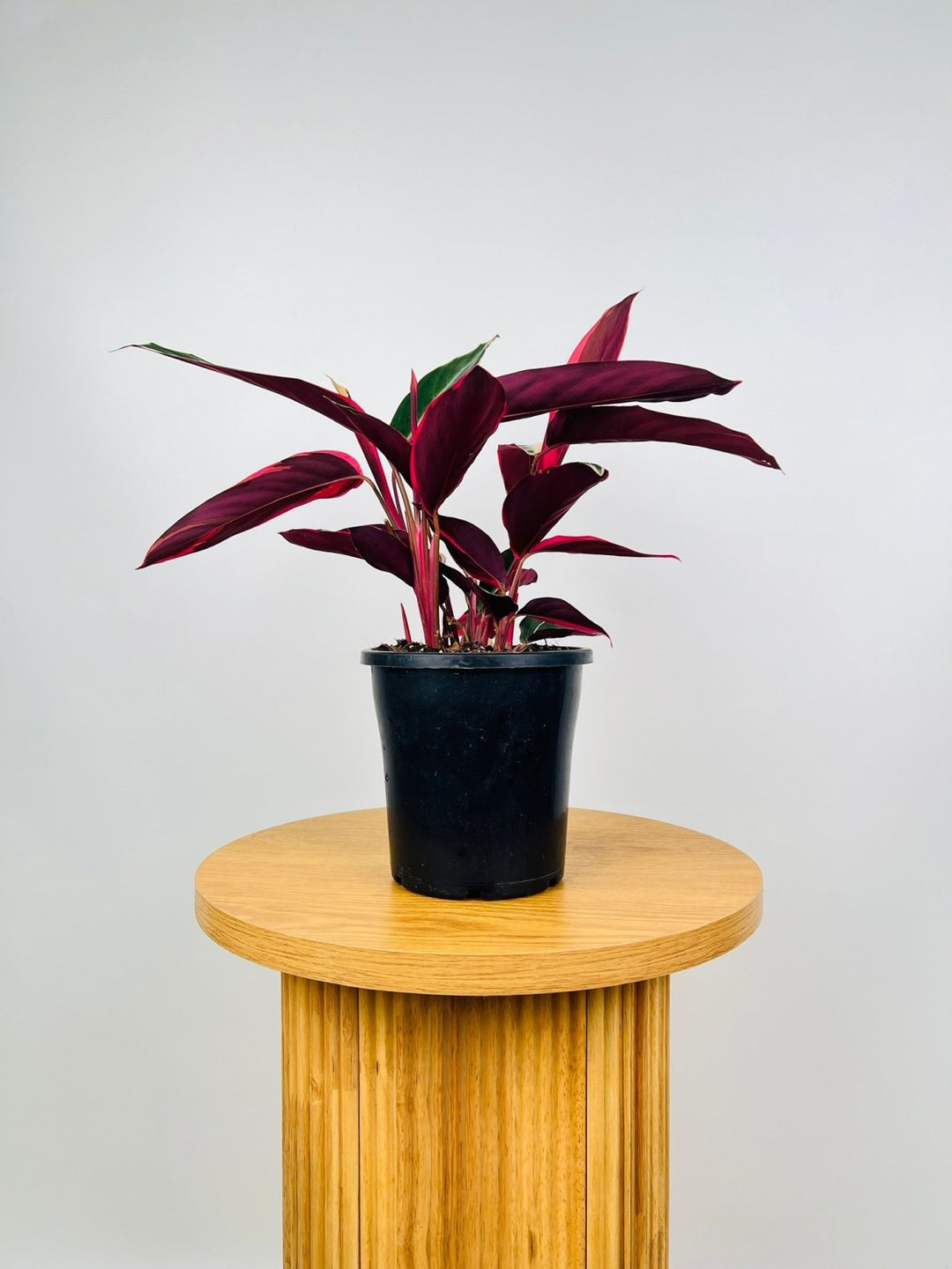 Stromanthe Sanguinea Tricolour - Maxi | Uprooted