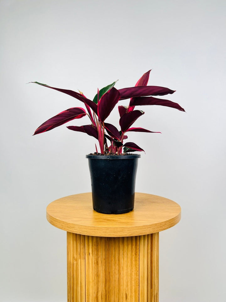 Stromanthe Sanguinea Tricolour - Maxi | Uprooted