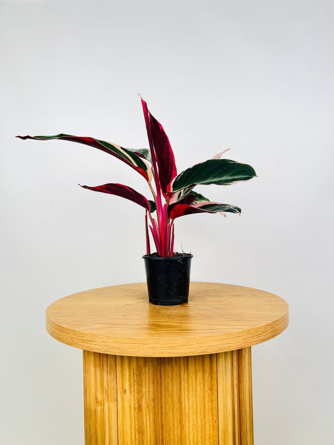 Stromanthe Sanguinea Tricolour | Uprooted