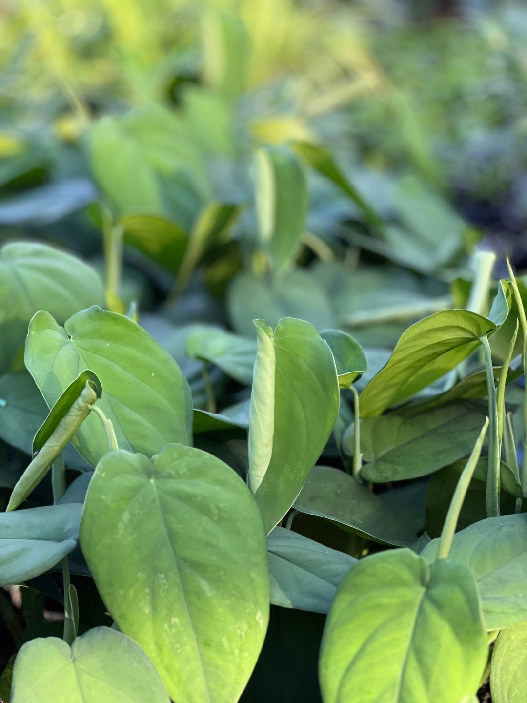 Syngonium Chiapense | Uprooted