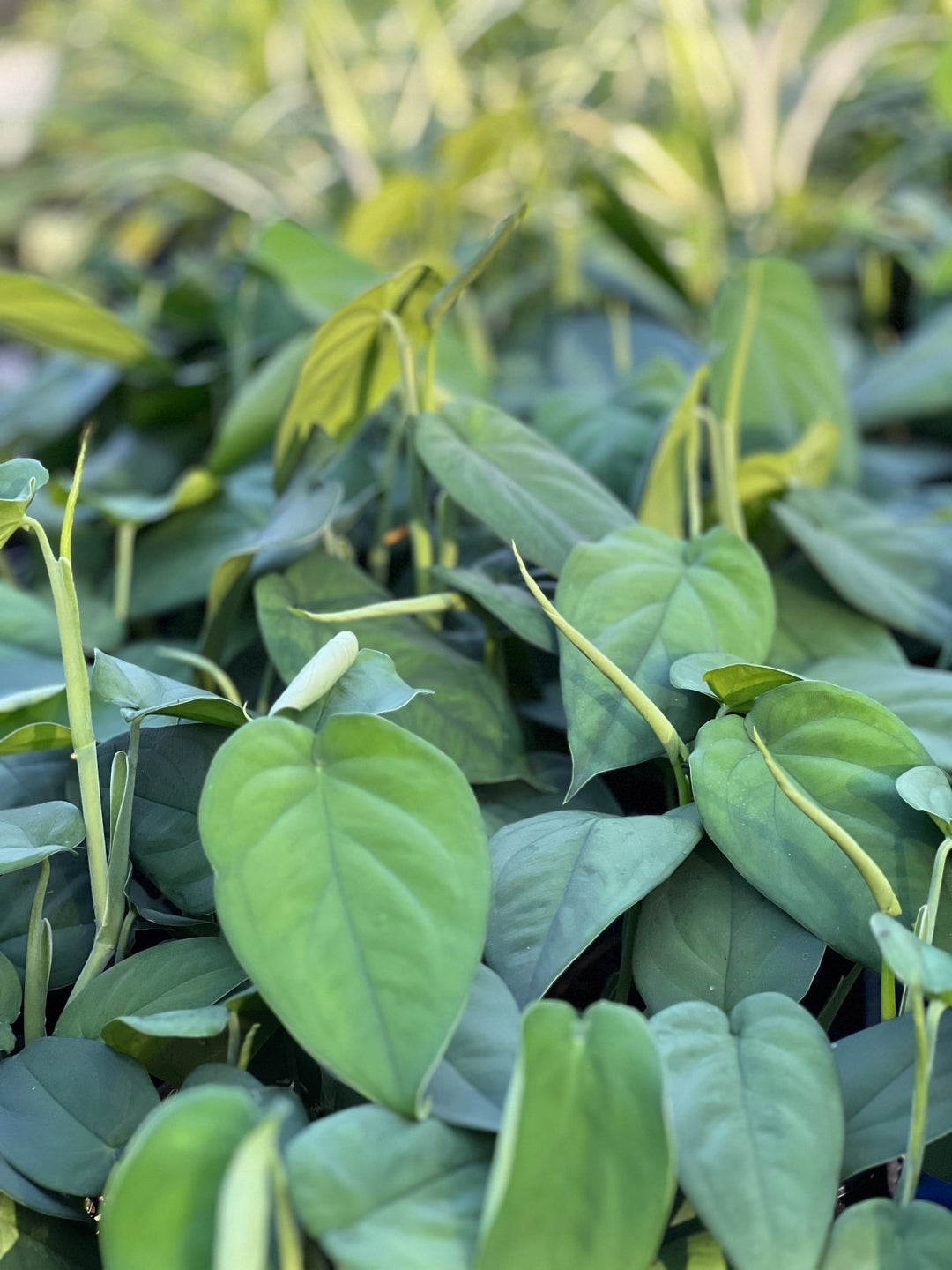 Syngonium Chiapense | Uprooted