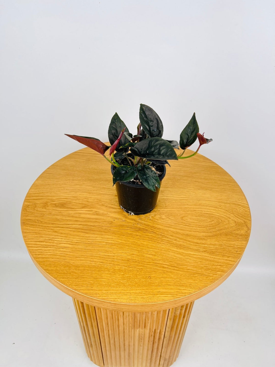 Syngonium Erythrophyllum | Uprooted