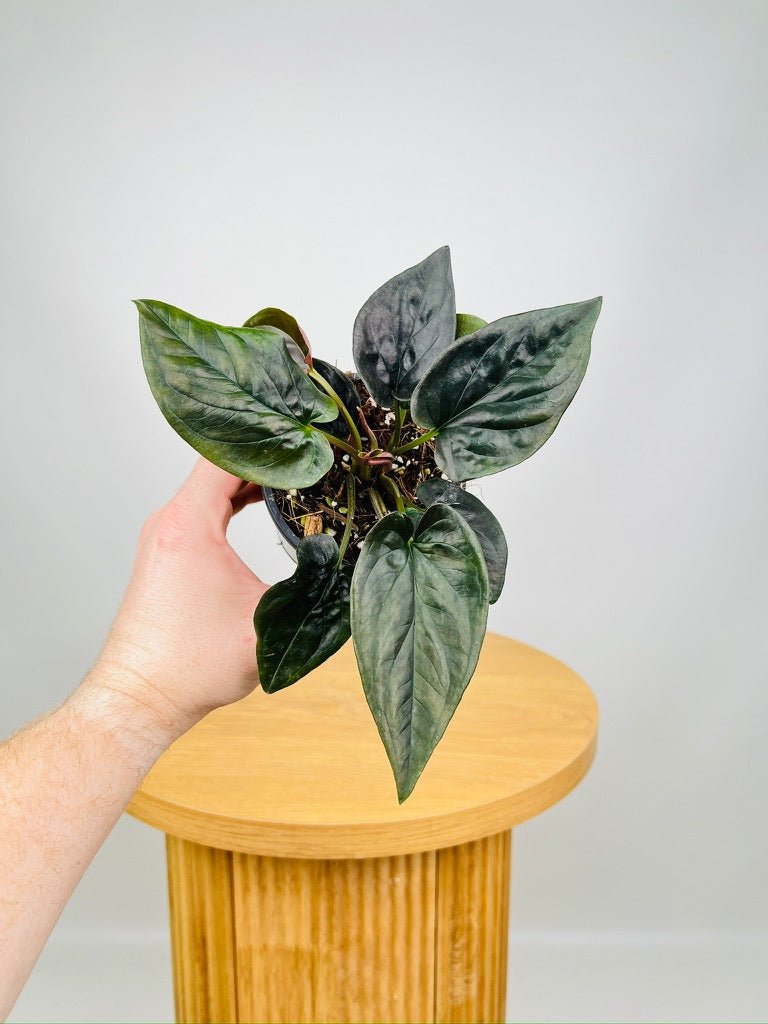 Syngonium Erythrophyllum | Uprooted