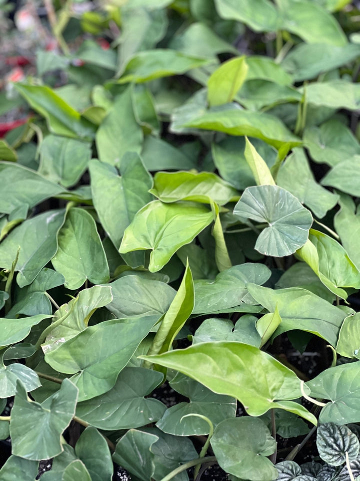 Syngonium Macrophyllum | Uprooted