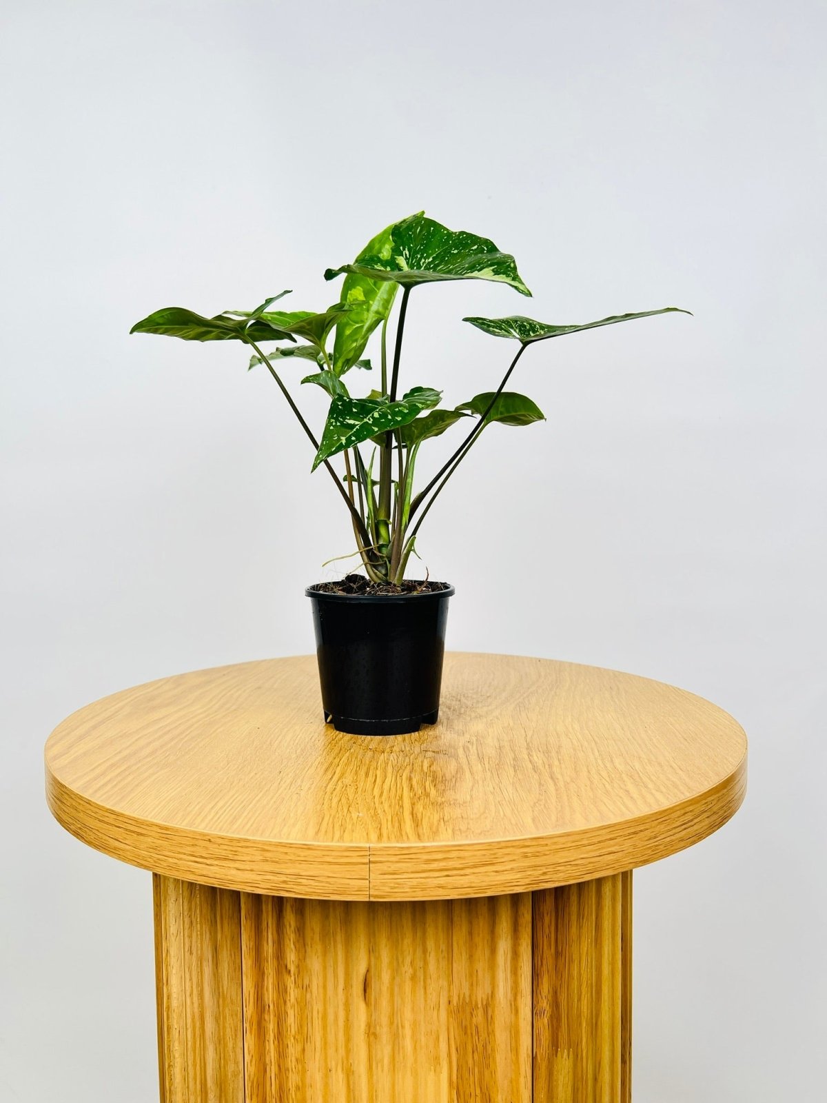 US Seller - factory Syngonium Panda