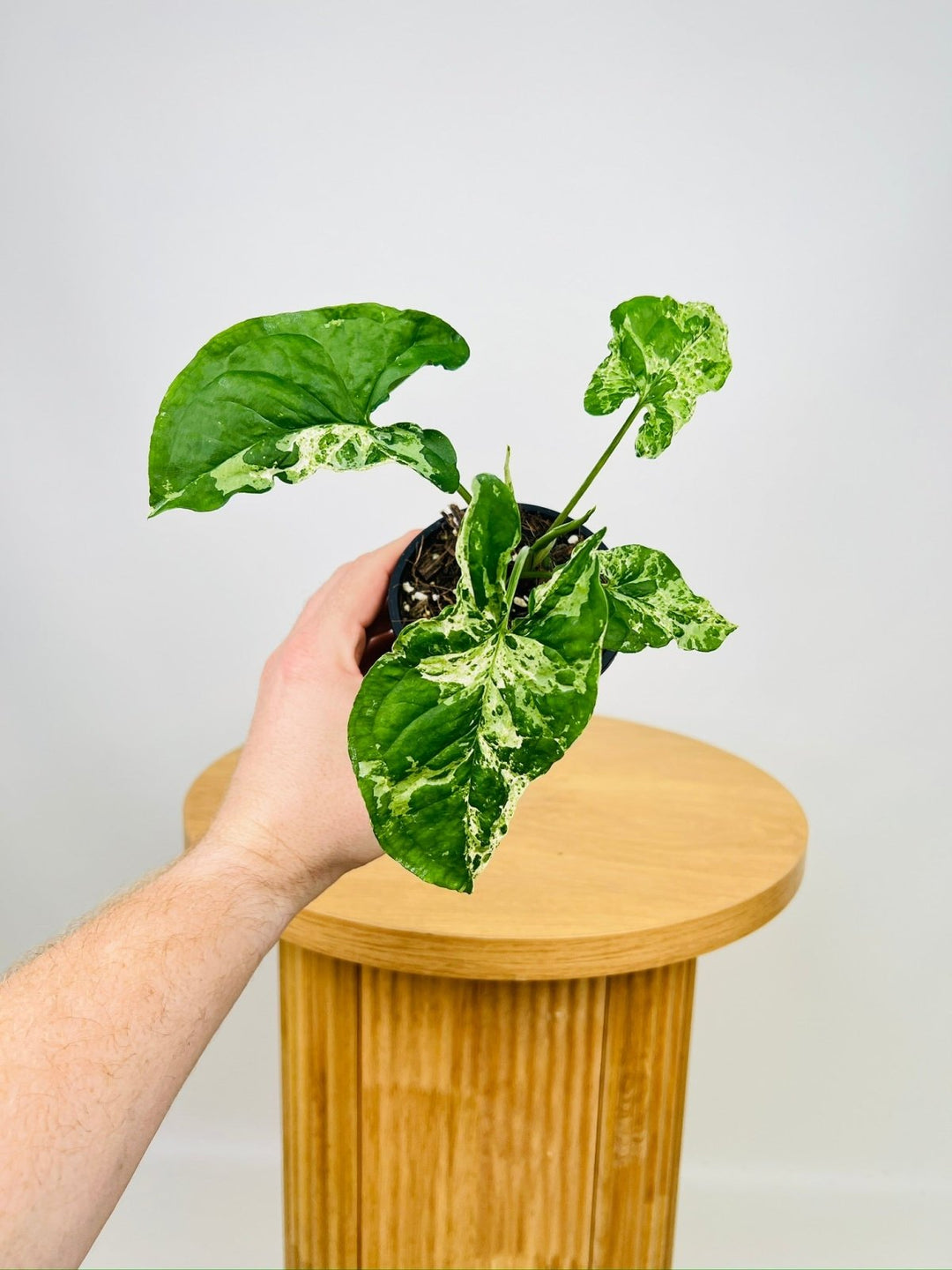 Syngonium Podophyllum - Mojito | Uprooted