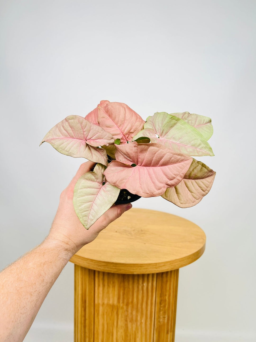 Syngonium Podophyllum - Pink Patchy | Uprooted