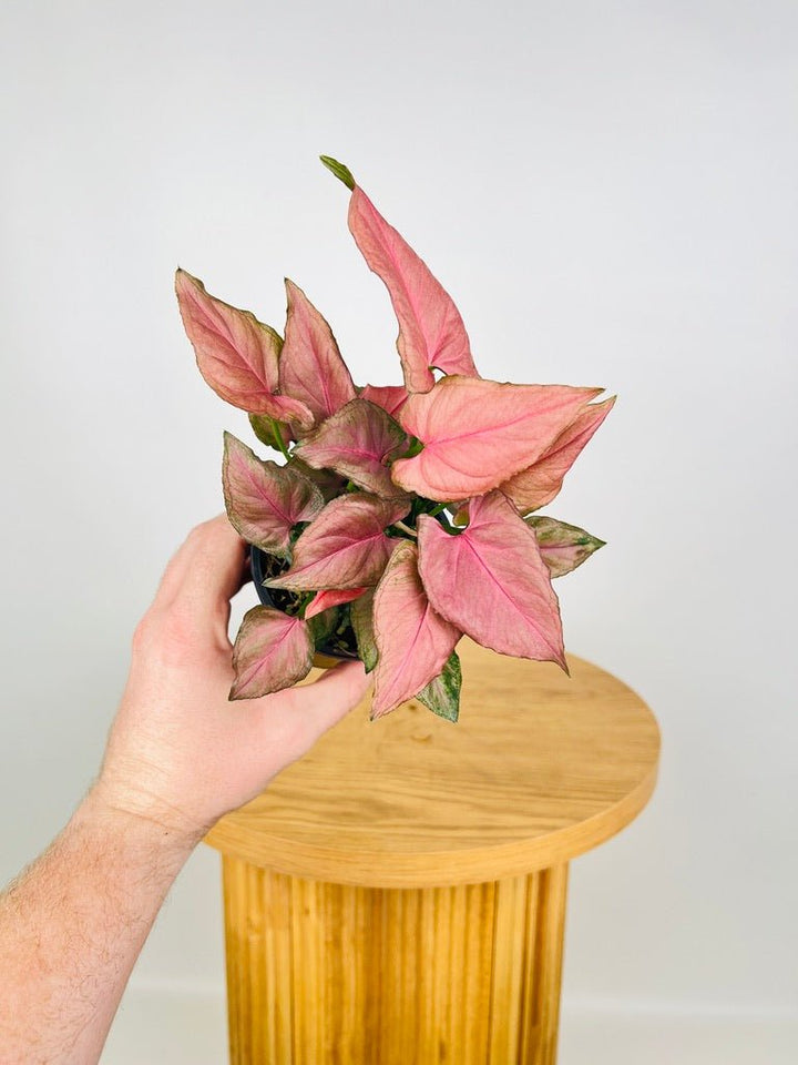 Syngonium Podophyllum - Pink Perfection | Uprooted