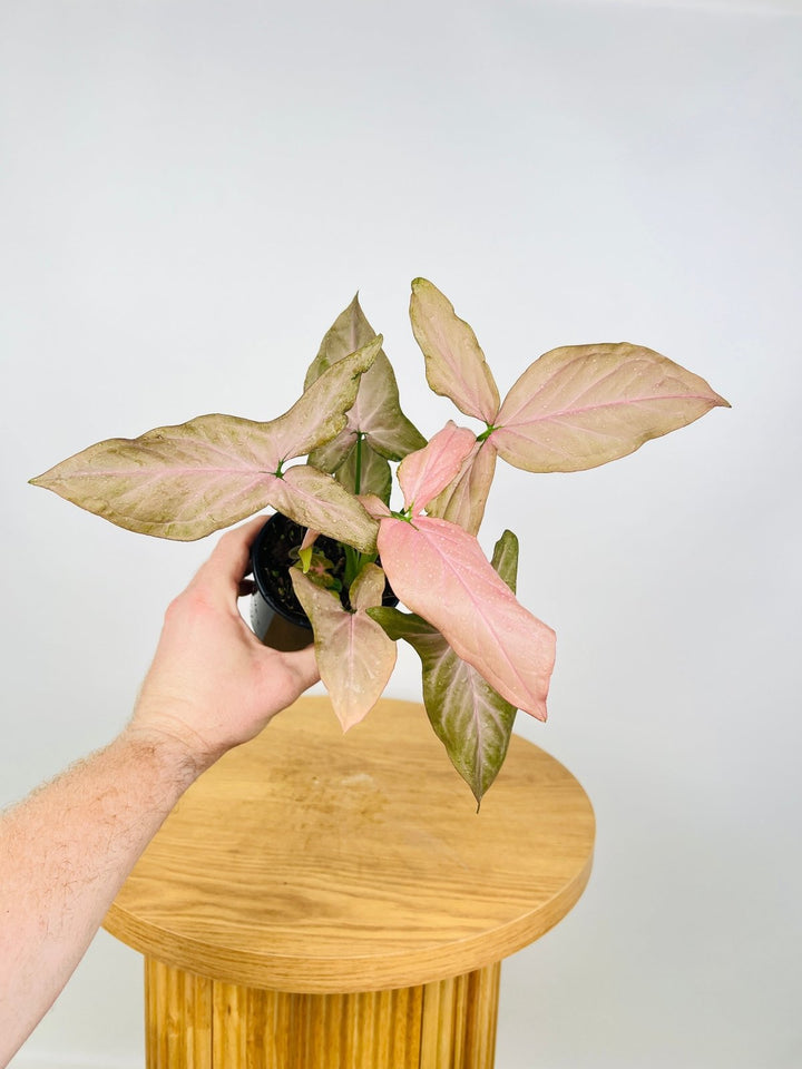 Syngonium Podophyllum - Red Queen | Uprooted