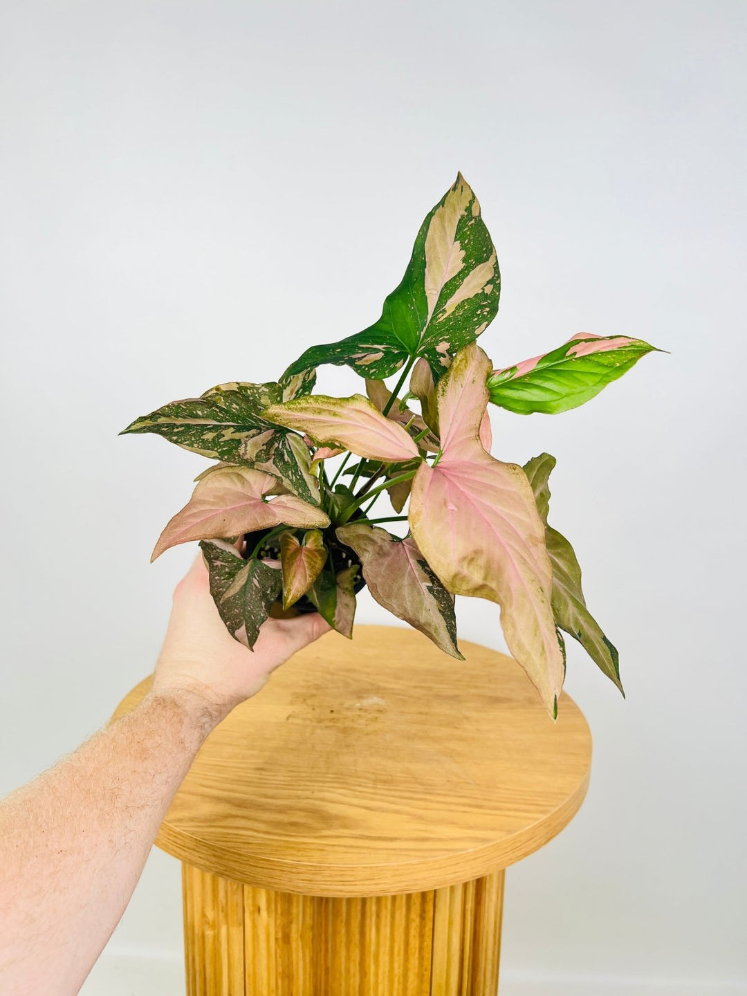 Syngonium Podophyllum - Red Spot | Uprooted