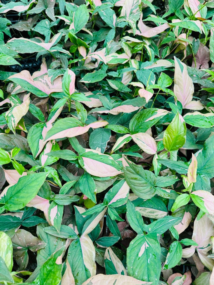 Syngonium Podophyllum - Red Spot | Uprooted