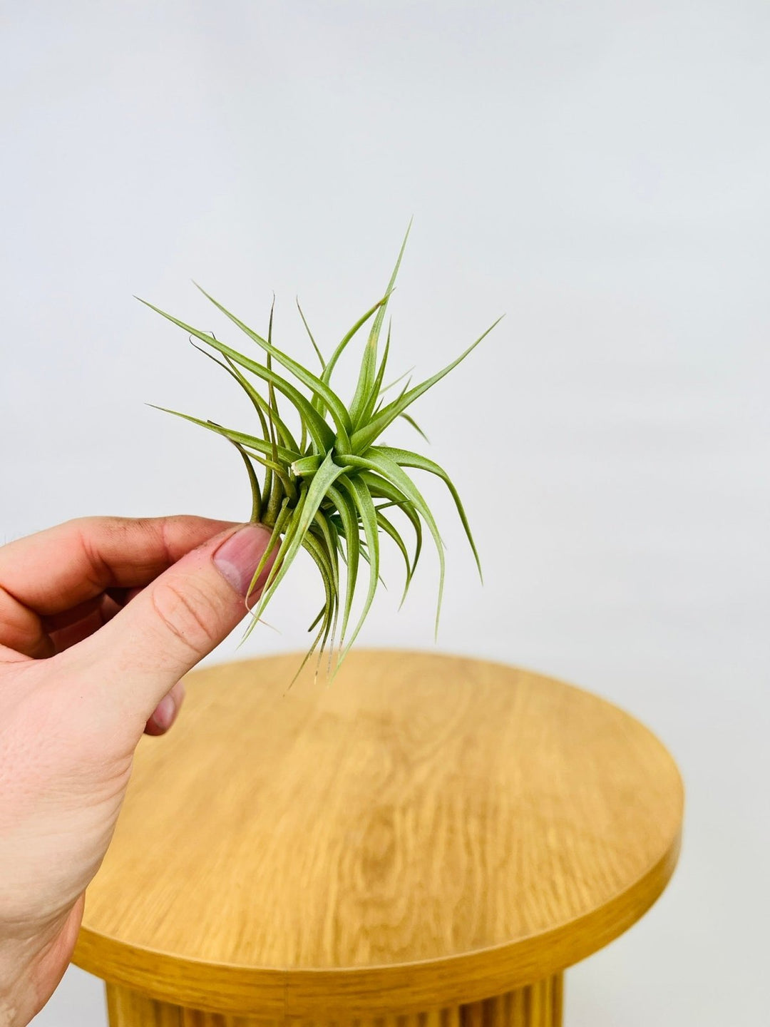 Tillandsia Aeranthos | Uprooted