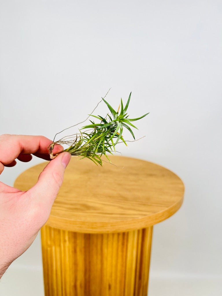 Tillandsia Araujei | Uprooted