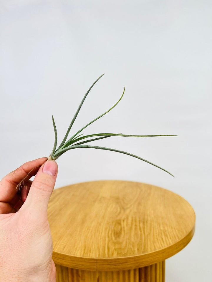 Tillandsia Baileyi "Halley's Comet" | Uprooted